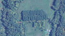 На берегу Енисея обнаружили надпись «Ленин» из деревьев