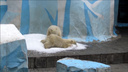 Счастье привалило: белые медвежата из зоопарка пришли в восторг от снега из льдогенератора