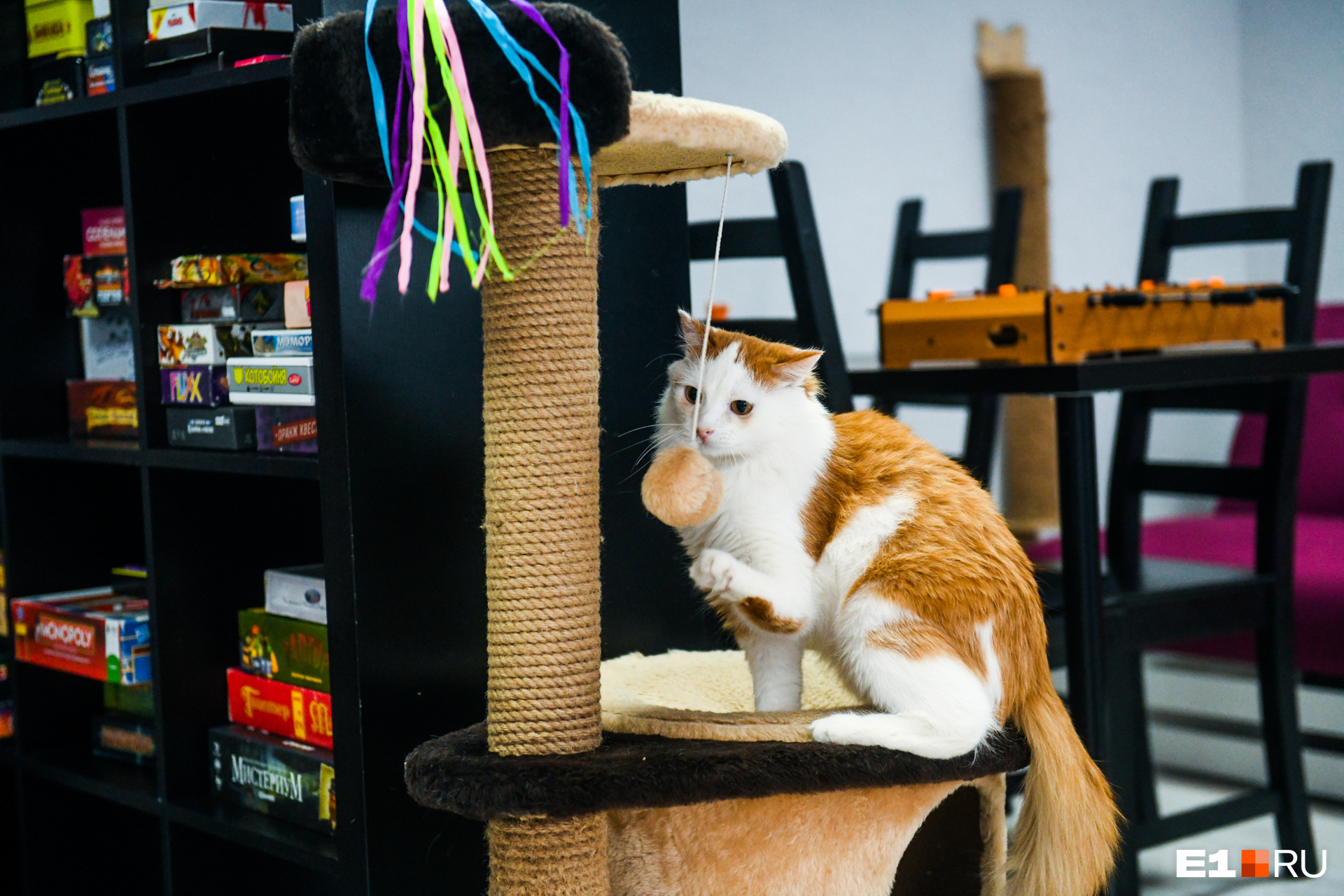 много кошек в квартире. домик для кота. кафе и музей республика кошек санкт-петербург. дом для кошки. котенок в квартире.