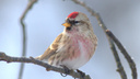В Новосибирск прилетели спасаться от холода маленькие серые птицы с красными шапочками