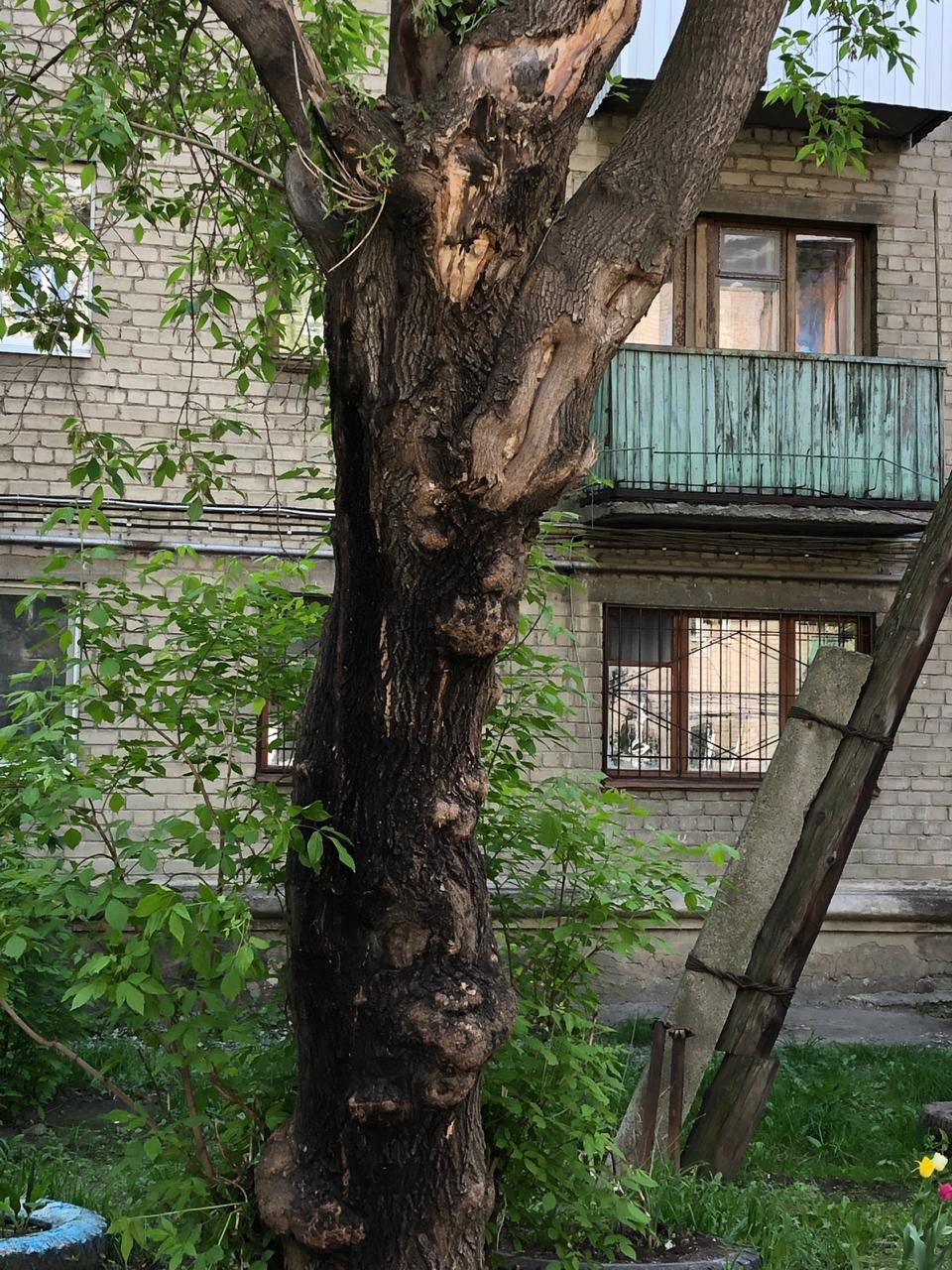 Дерево во дворе. Деревья во дворе. Старое дерево во дворе. Ветхое дерево. Дерево во дворе дома.