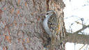В Новосибирске заметили мелких птиц, которые бегают по стволам деревьев