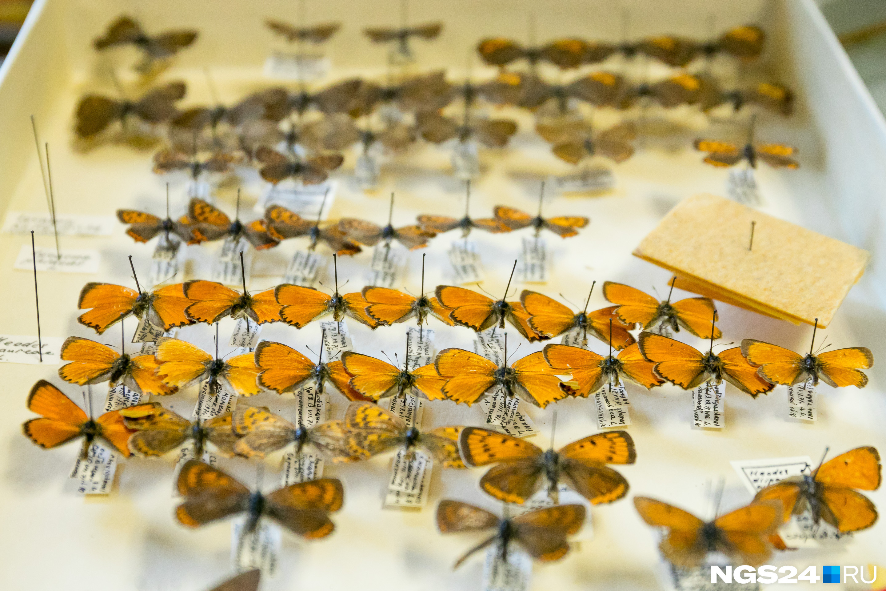 Под бабочками на те же иголки подкалывают этикетки с указанием мест поимки и названием вида