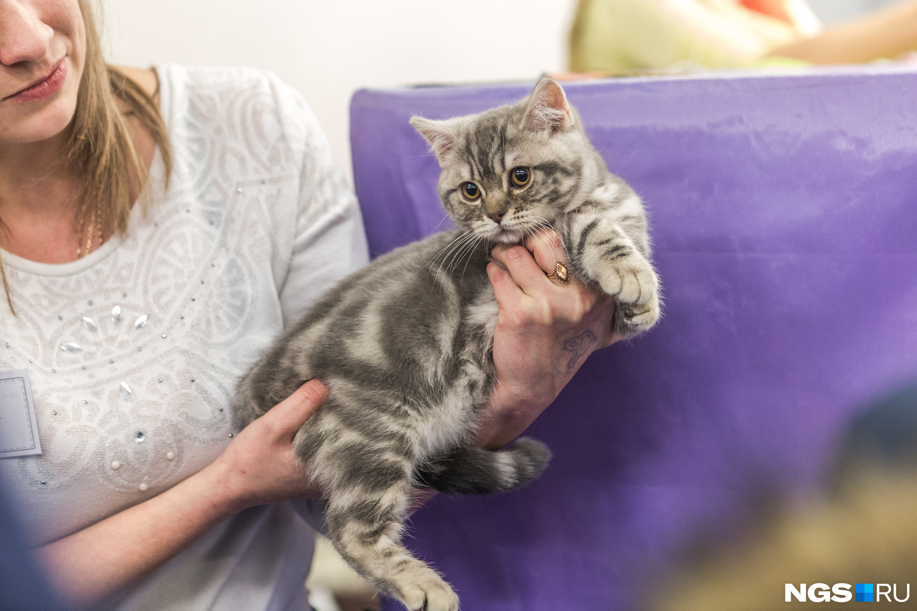 Цены на породистых котят начинались от десяти тысяч Цены на породистых котят начинались от десяти тысяч