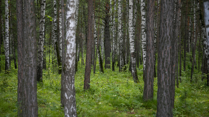 «Пинать поганки и искать мох»: правила выживания в лесу для тех, кто потерялся