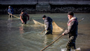 Новосибирцы с вёдрами и сетями спасли несколько тонн рыбы на шлюзе