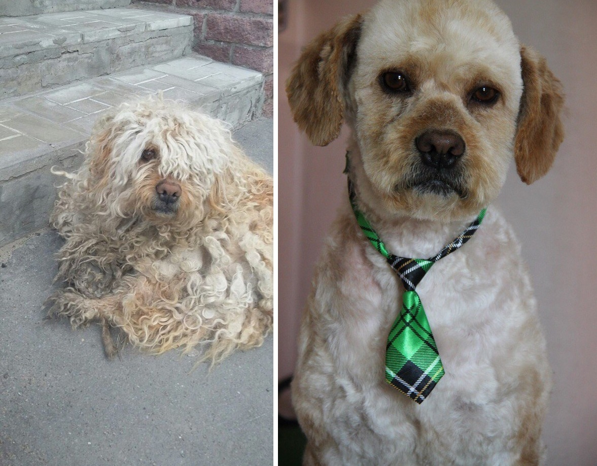 Тоби — до и после: пса нашли заросшим, он не мог передвигаться