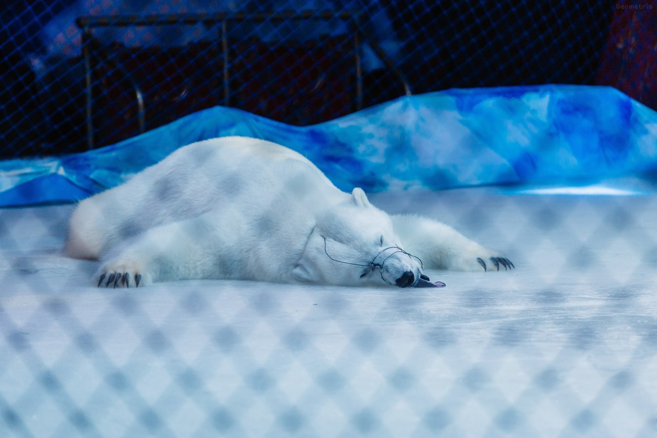 Лед — родная стихия для белых медведей. Кайф!
