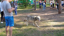 Гуляющий по парку Гагарина волк вновь стал причиной споров челябинцев