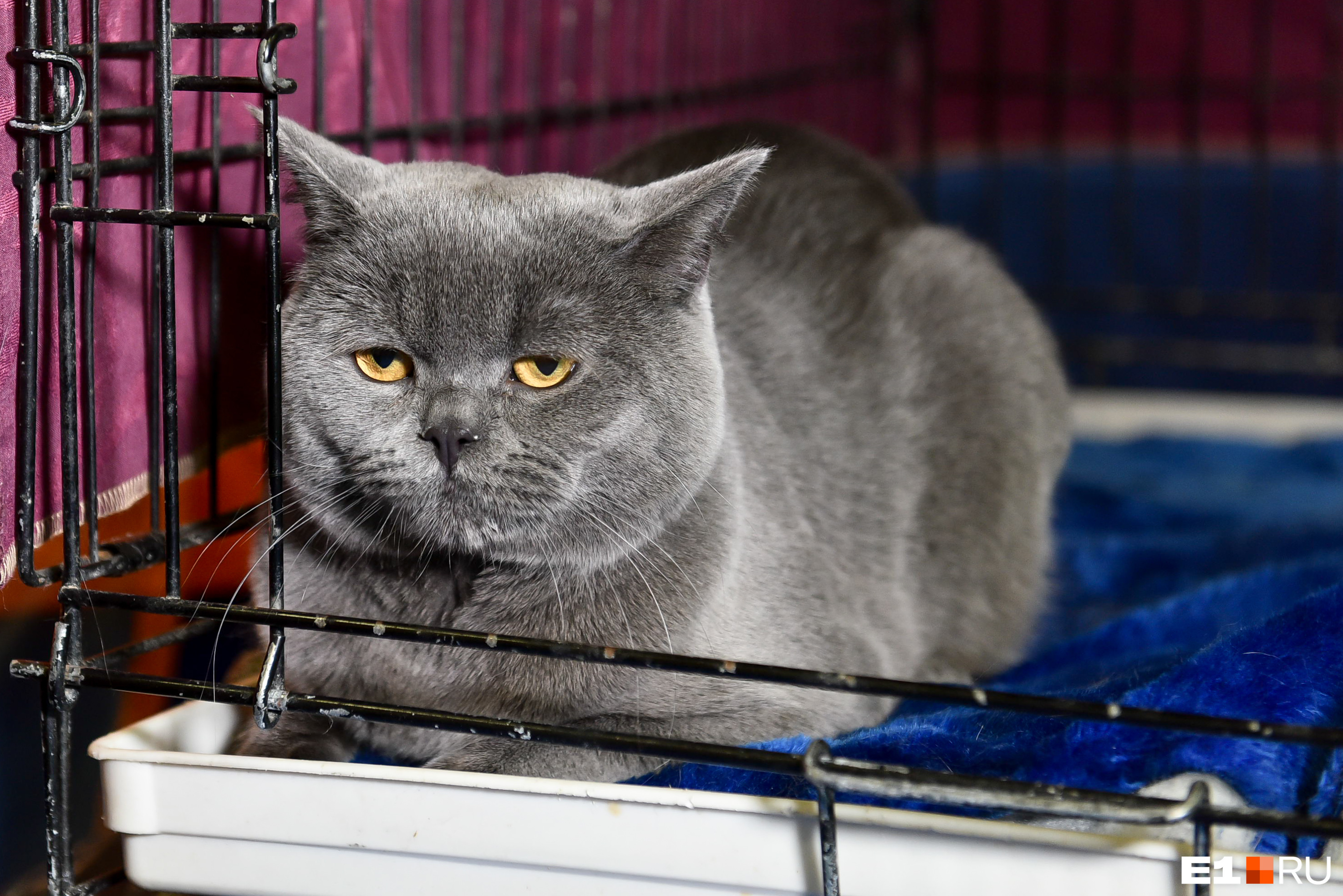 Выставка кошек тула. British Shorthair Золотая. Британская короткошёрстная кошка Толстик. Британец с длинными волосами. Британская короткошерстная 2 года.