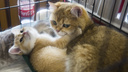 В «Глобус» привезли две сотни симпатичных породистых котиков