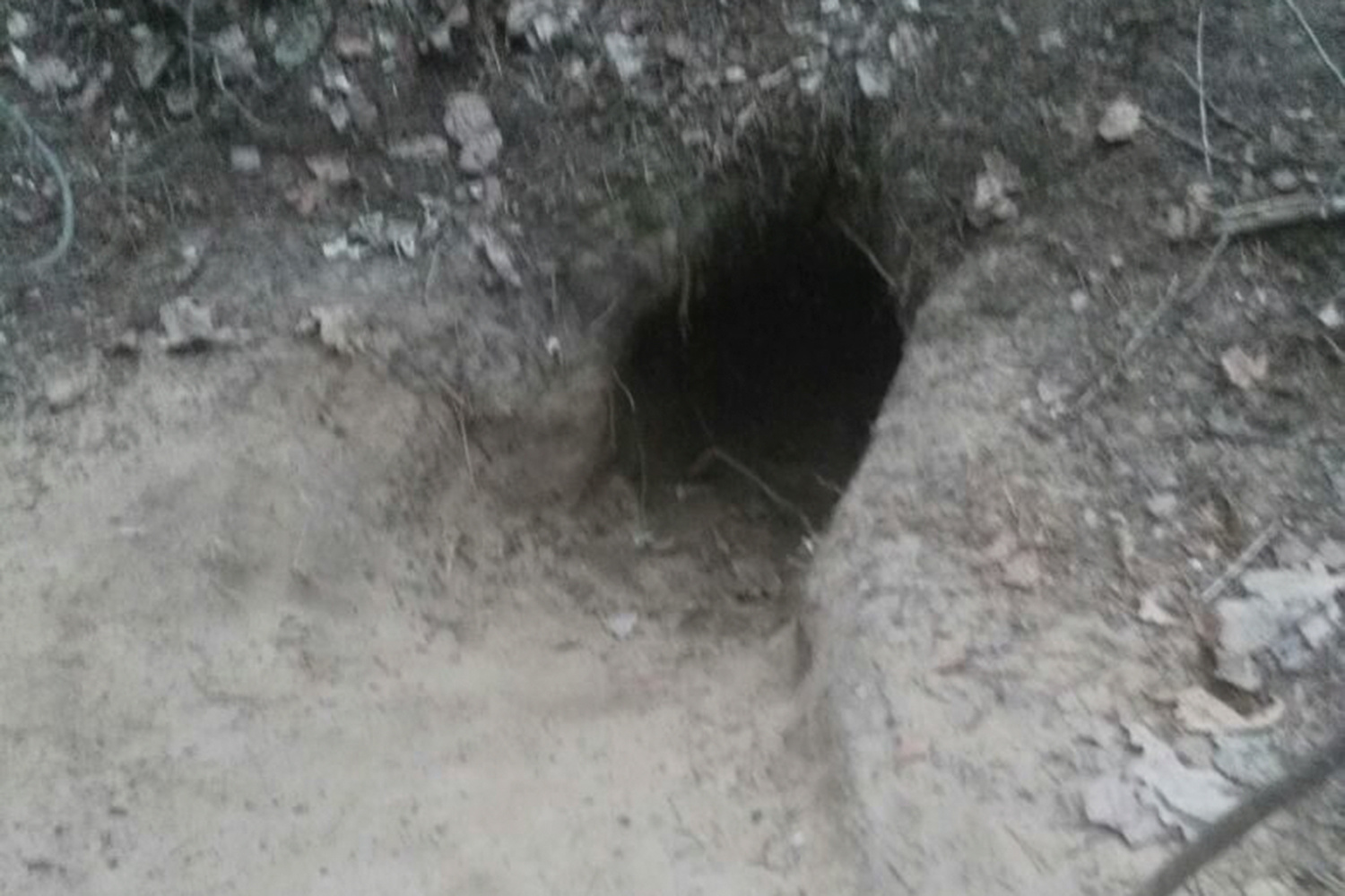 Щенки прятались в норе Щенки прятались в норе