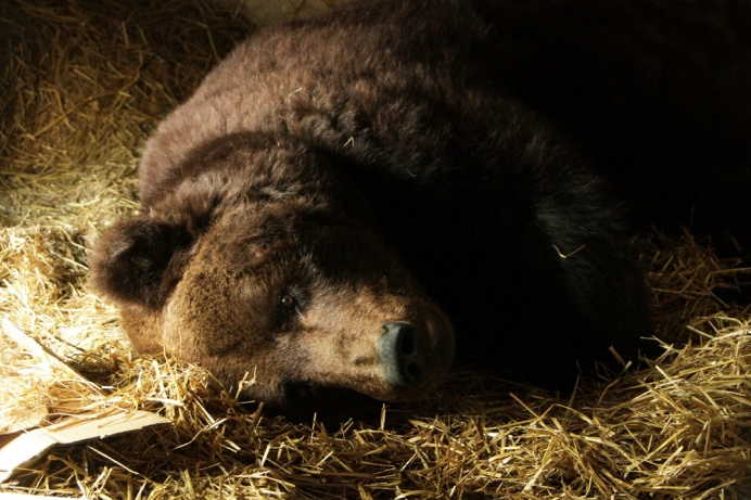 Медведи в зоопарке из-за теплой погоды не проснулись