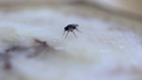 Красноярцев призывают искать муху-переносчика холеры во фруктах из Турции и Германии
