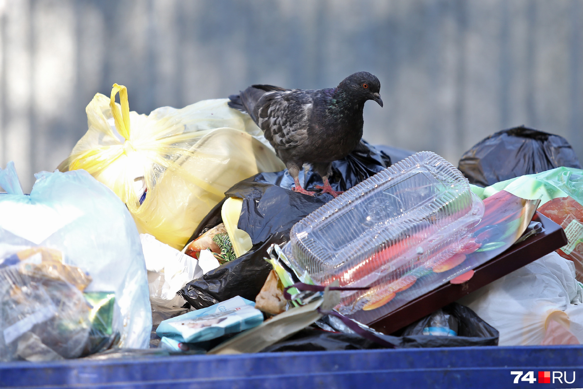 В кучах пищевых отходов во дворах можно заметить не только стаи голубей, но и крыс