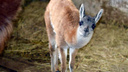Маленькая гуанако и миниатюрные пони: в Ростовском зоопарке снова пополнение