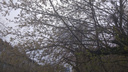 Фото: в Новосибирске на деревьях распустились листья