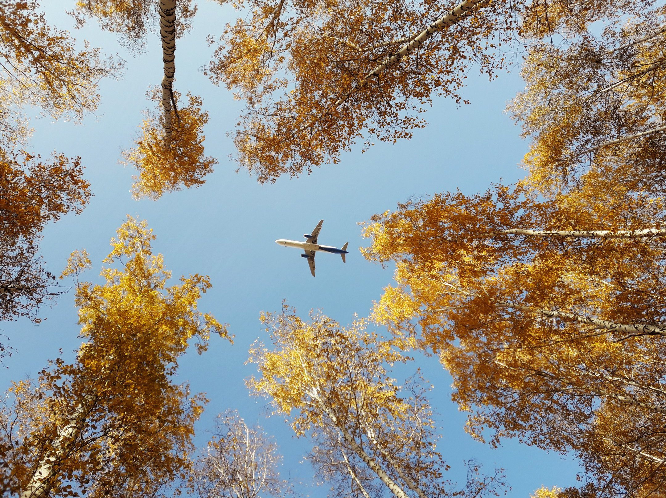 Над осенним. Самолет в осеннем небе. Самолет над лесом. Самолёт над лесами. Осень Авиация.