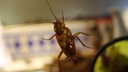 Нижегородка высыпала банку живых тараканов в офис ДУКа за то, что её просьбы игнорировали