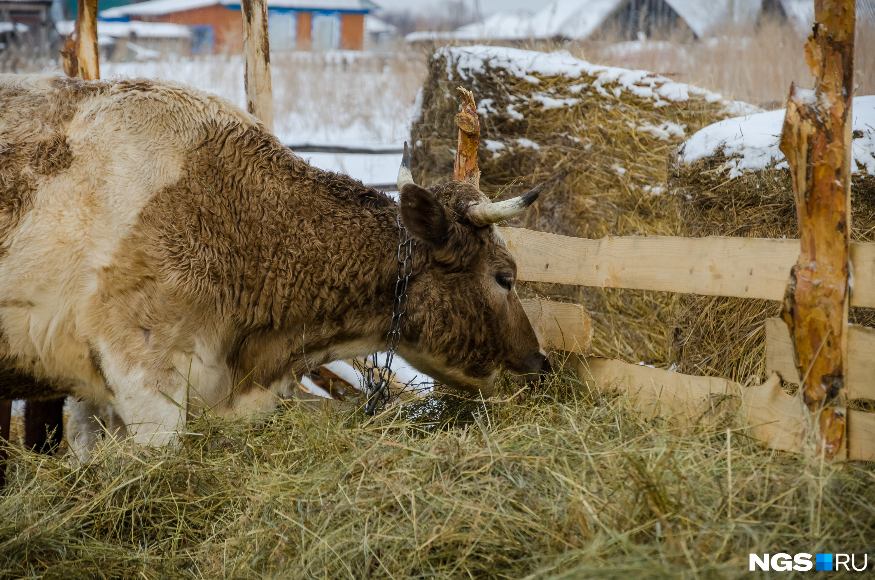 Коров они купили в Алтайском крае, жирность молока доходит до 10%