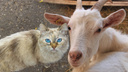 Котик вместо козы: известный блогер Илья Варламов предложил изменить герб Самары