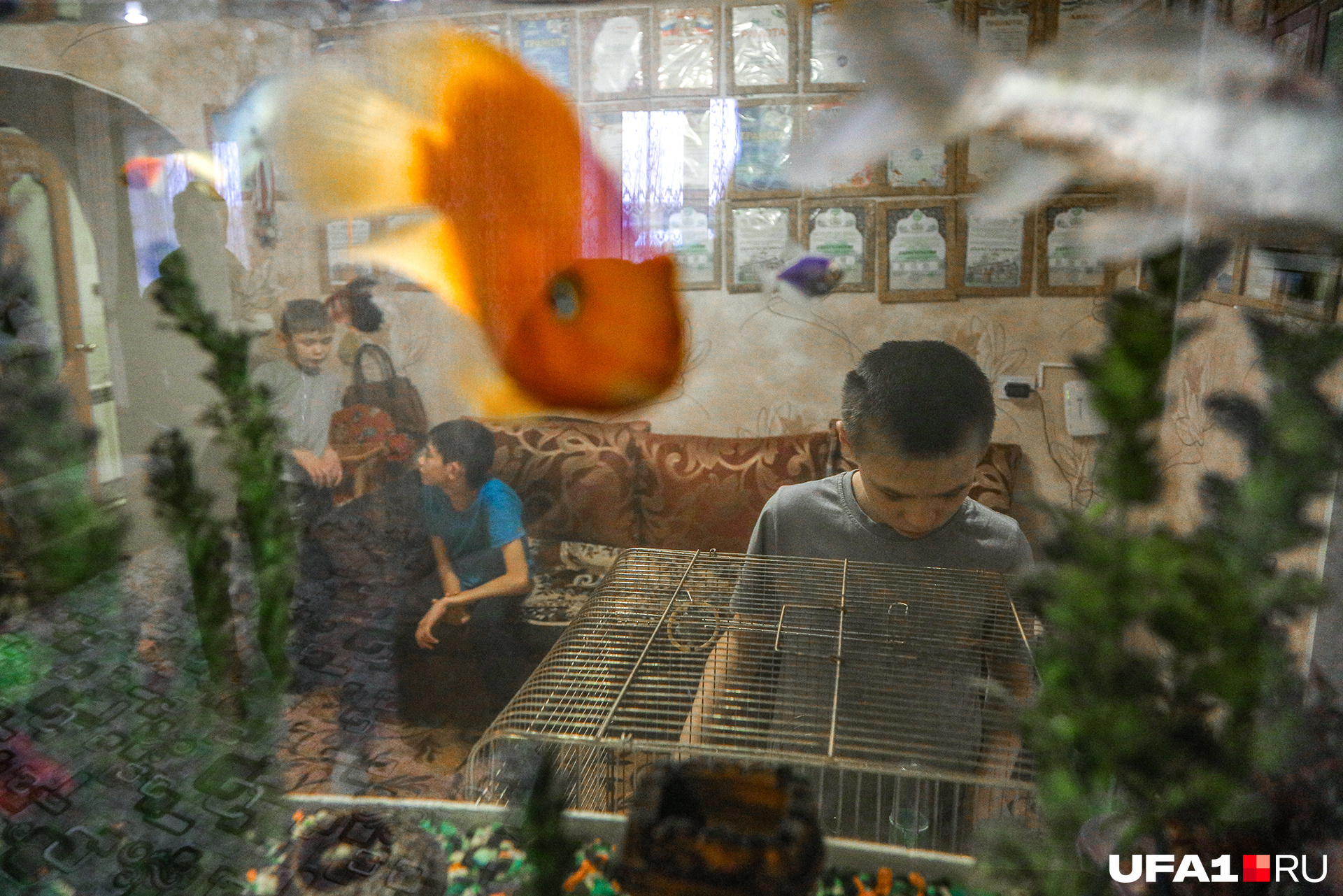 Золотых рыбок и огромный аквариум дети упросили купить на свои призовые