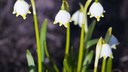 В Новосибирске распустились необычные белые цветы с жёлтыми пятнами