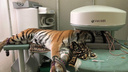 Новосибирские ветеринары обследовали тигрицу, упавшую в обморок прямо на сцене
