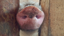 В Садовом дезинфицируют место сожжения 16 тонн свинины