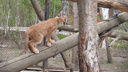 Видео: в зоопарке начали гулять ушастые котята каракалов