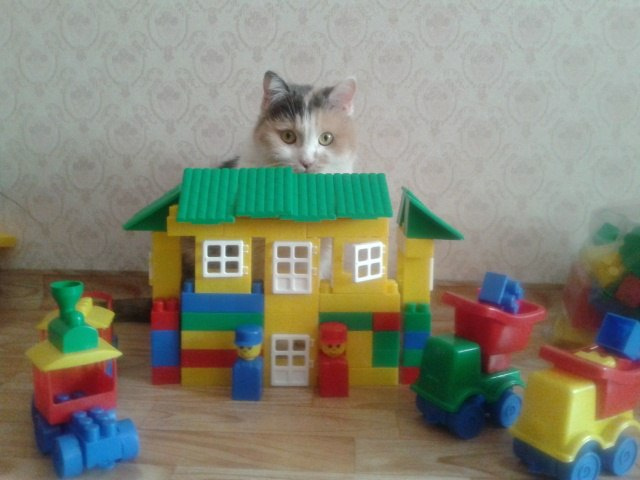 Елена Жиглова прислала котика, который живет в игрушечном домике Елена Жиглова прислала котика, который живет в игрушечном домике