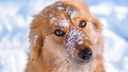 Новосибирская школьница выпустила новогодние календари с милыми фотографиями собак из приюта