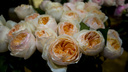 В новосибирских магазинах появилась необычная роза — она дороже обычной и похожа на другой цветок