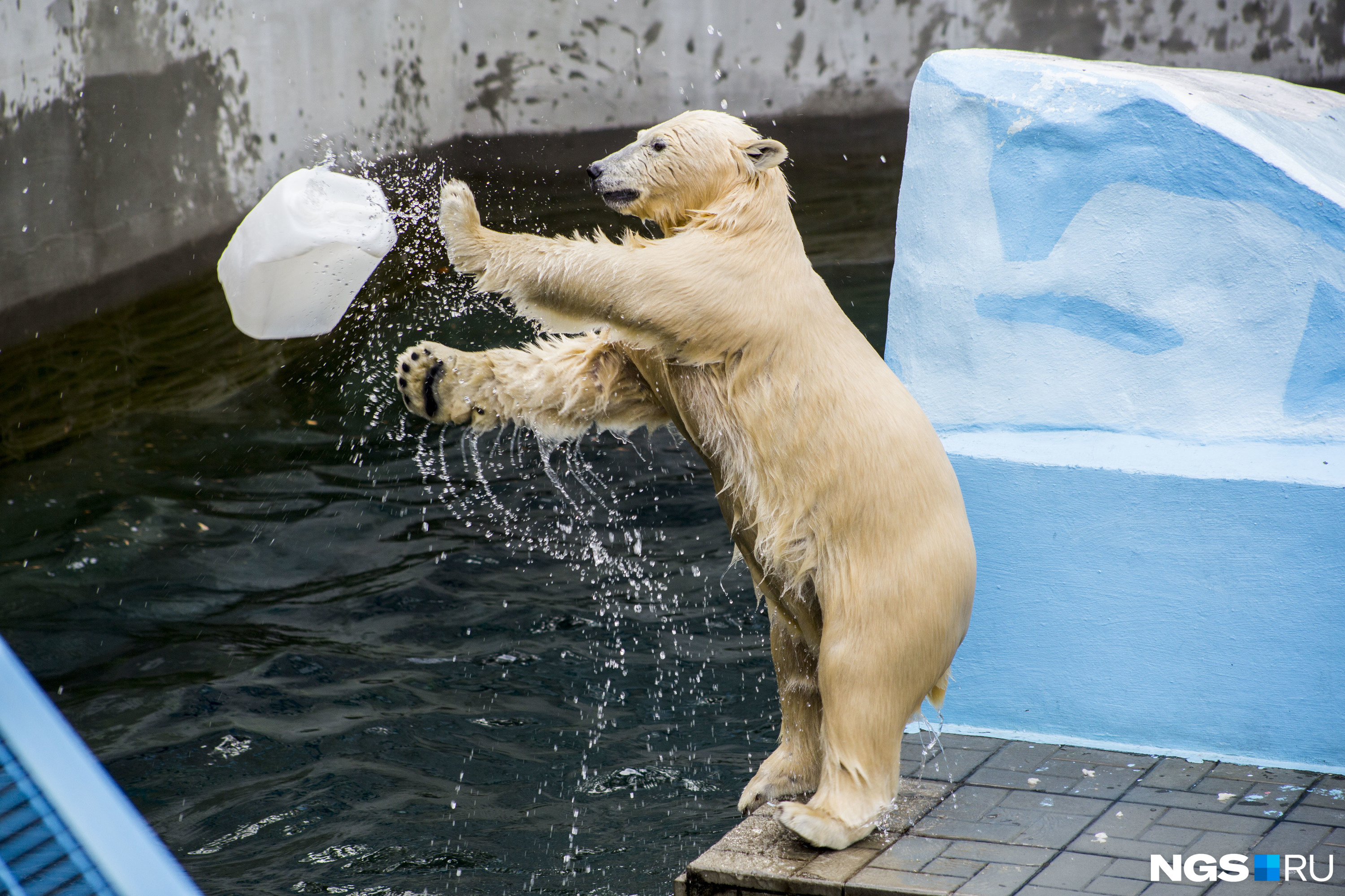 А здесь уже начинается медвежий водный волейбол 