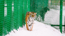 Редкая тигрица в ярославском зоопарке нашла себе клыкастых друзей