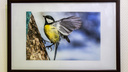 В Новосибирске открылась выставка фото птиц, летающих как пуля