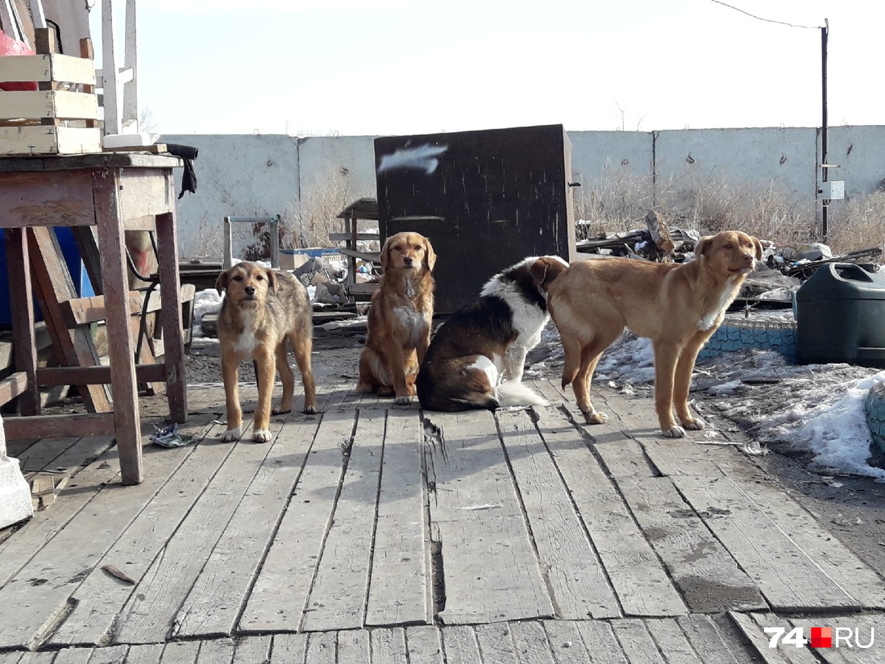 К приезду нового главы области на коркинскую свалку сбежались бездомные псы К приезду нового главы области на коркинскую свалку сбежались бездомные псы