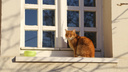 «По специальности Рыжик не работает»: в «Старой Сарепте» четыре года библиотекой заведует мудрый кот