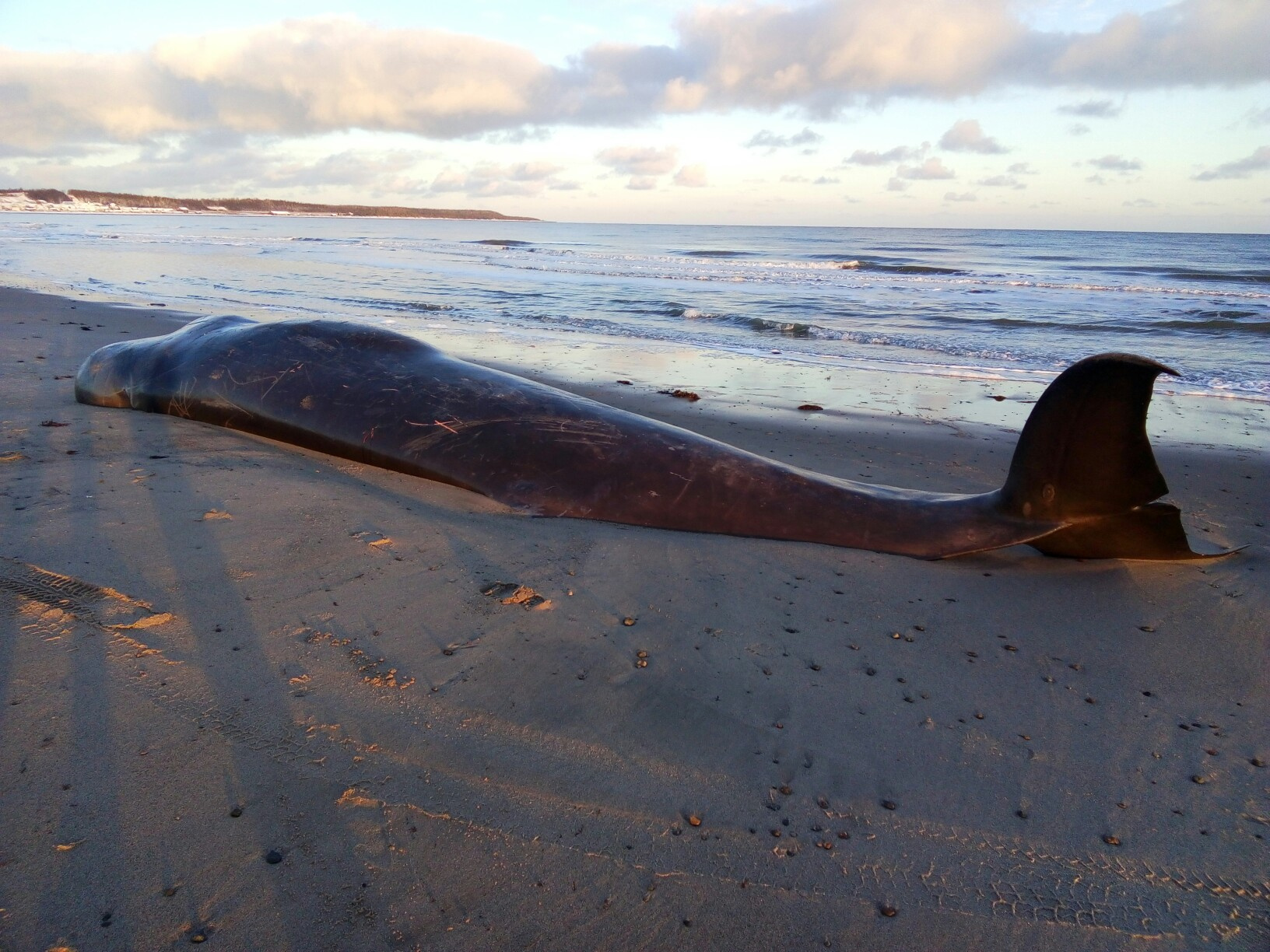 Длина этого кита — больше девяти метров 