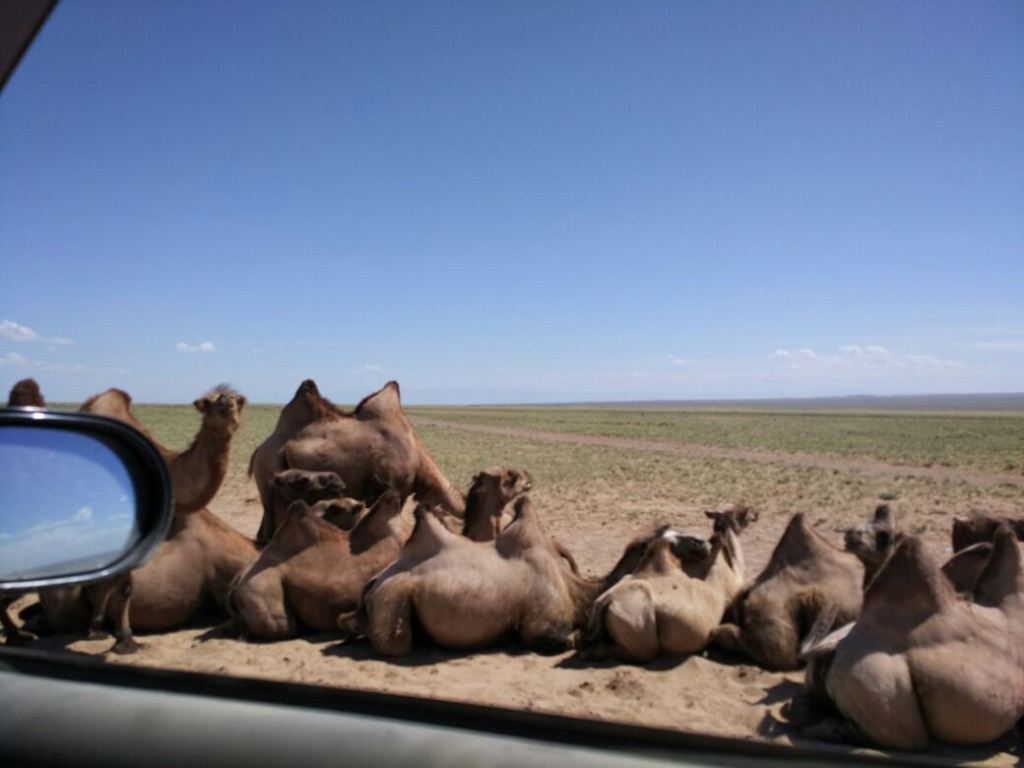 Верблюды в нескольких километрах от Улан-Батора