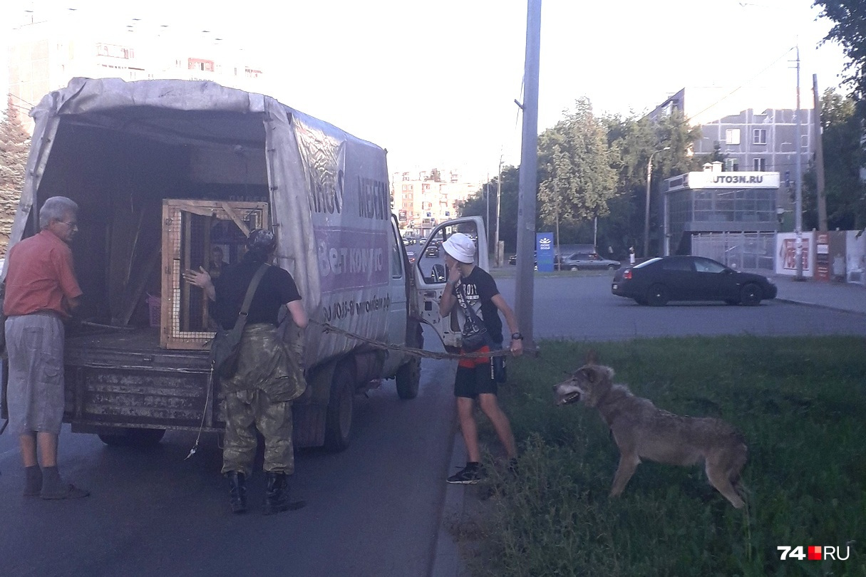 Просто волк выпал из «Газели» в Челябинске, ничего необычного Просто волк выпал из «Газели» в Челябинске, ничего необычного