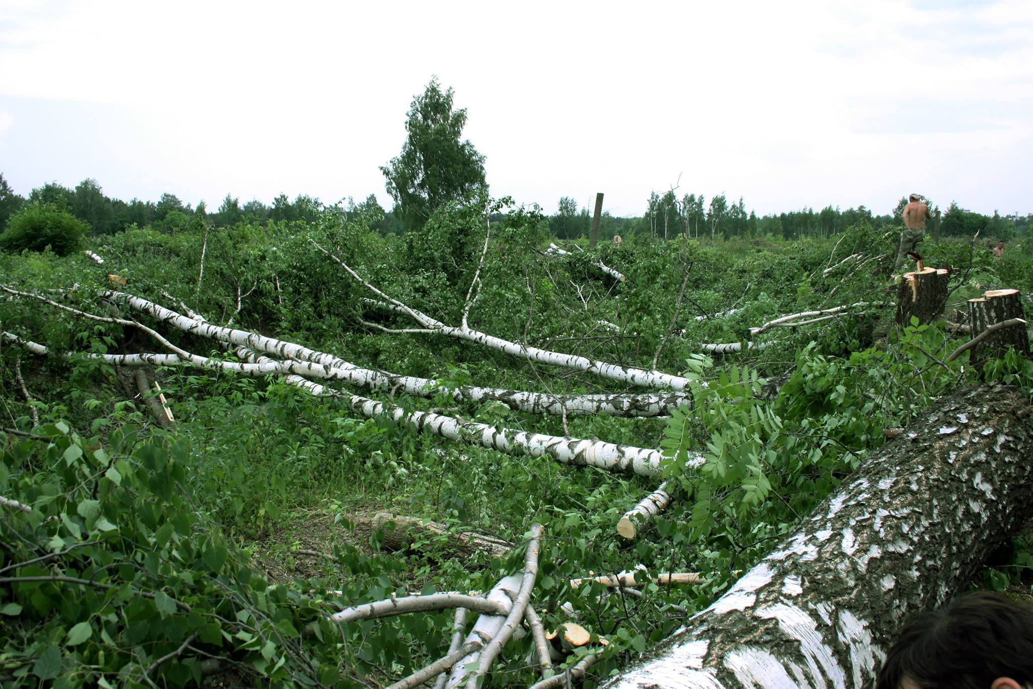 Массовая вырубка деревьев на спортивном острове. Июнь 2014 года