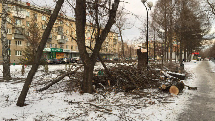 «Ненависть ко всему зелёному»: вырубка деревьев в новом сквере возмутила челябинцев