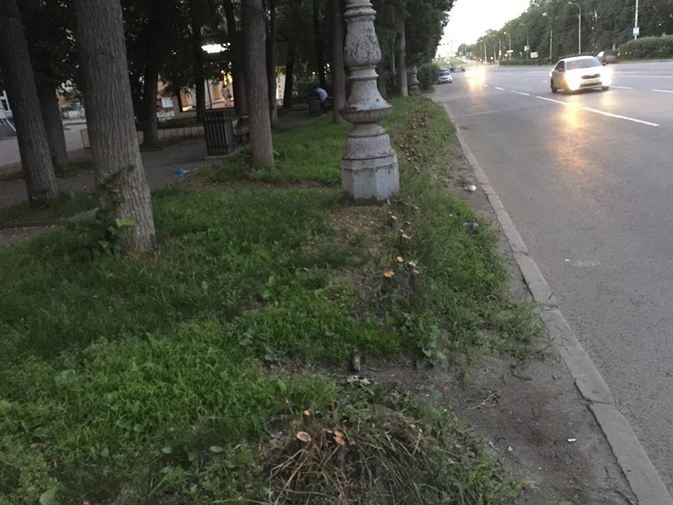 Старые кусты уже плохо выглядели, говорит Коляда Старые кусты уже плохо выглядели, говорит Коляда