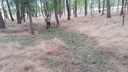 Казаки выкосили поле конопли в Волгодонске