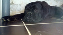 «Наша собака за ночь стала седой»: в Волгограде ветеринар загубила 11 неродившихся щенков