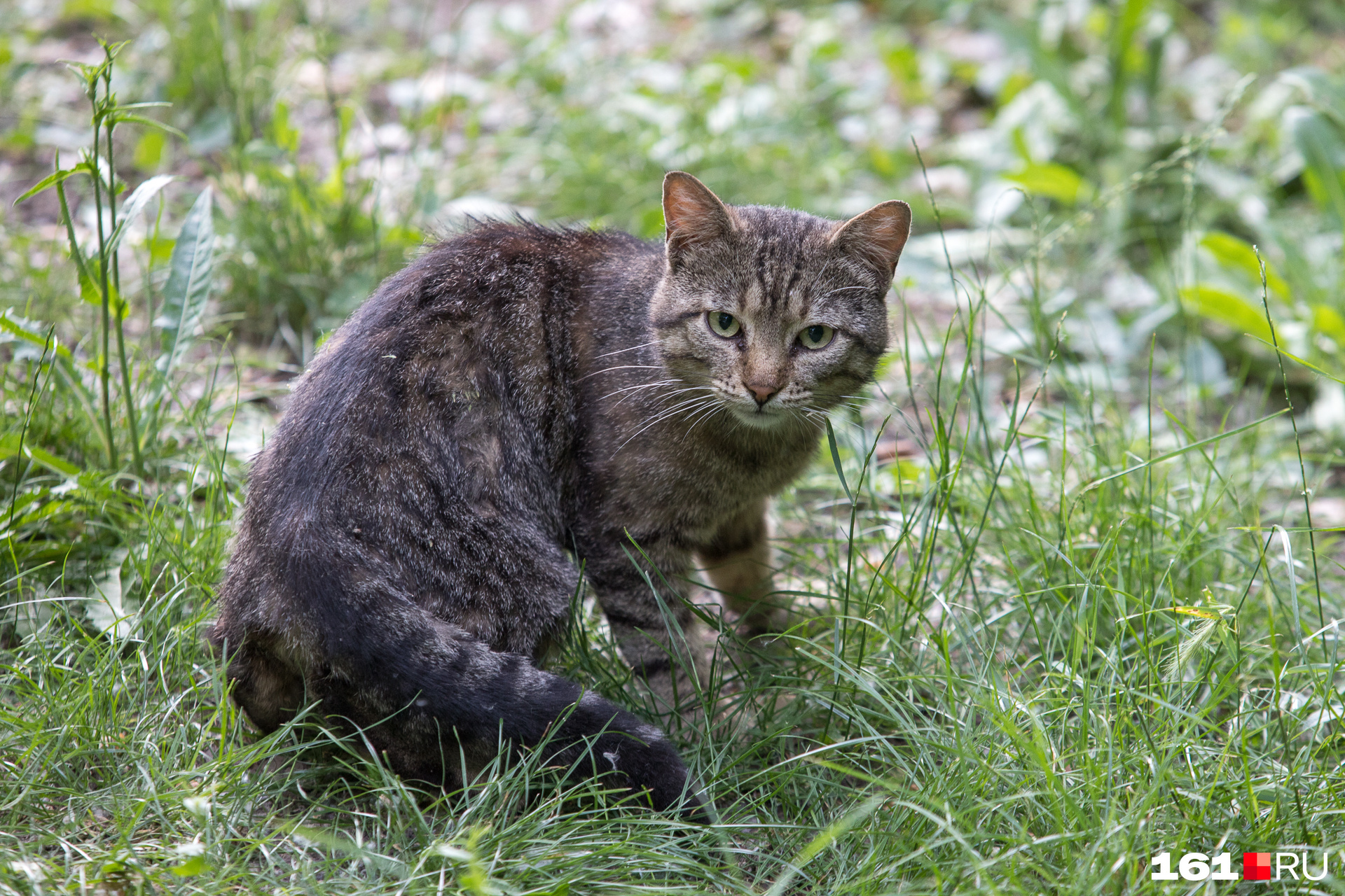 Все котики разного окраса Все котики разного окраса