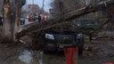«Ремонт обойдется в копеечку»: в Волгограде разбуянившийся ветер опрокинул на иномарку сухое дерево