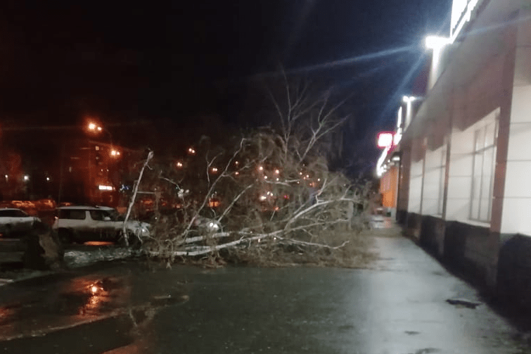 На улице Крауля упало дерево