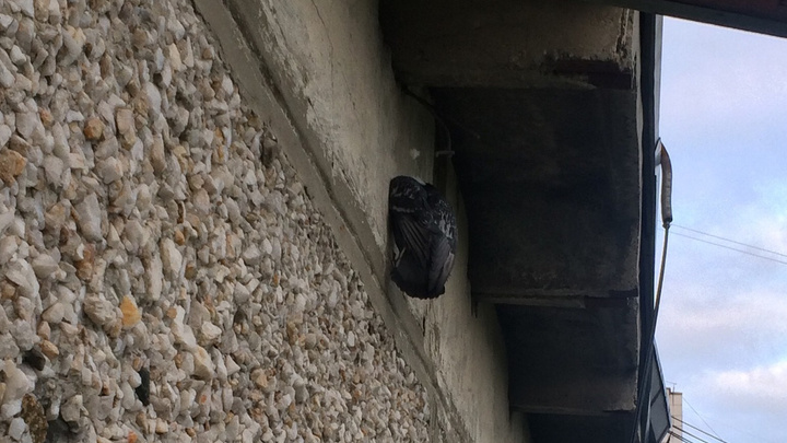 «На такие вызовы не выезжаем»: тюменцы самостоятельно спасли голубя, висевшего под крышей пятиэтажки